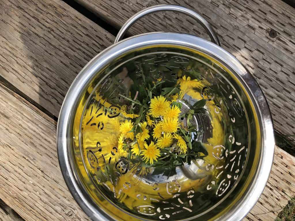 Things to do with dandelions - dandelion salad