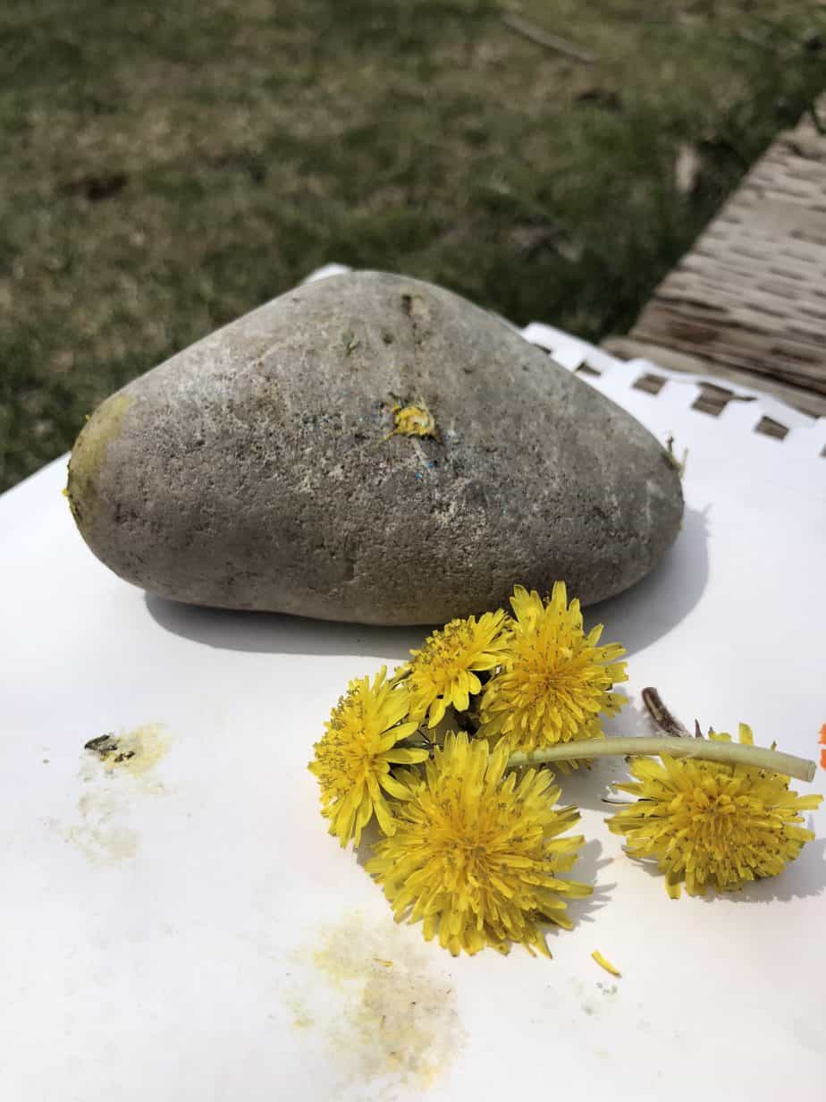 9 best dandelion activities for preschoolers and a free free html signup form