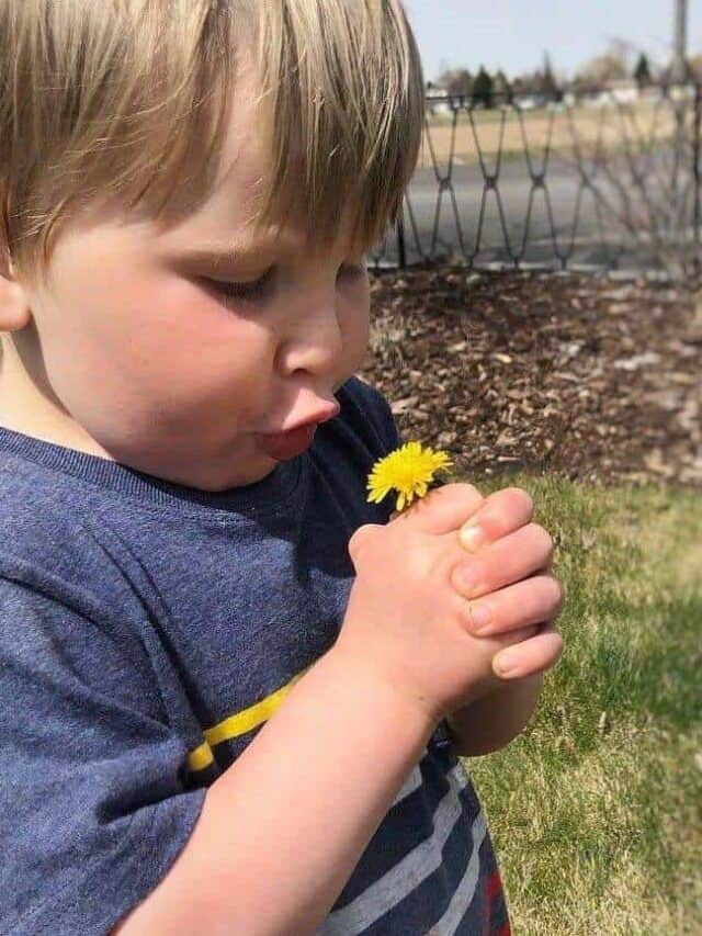 9 Best Dandelion Activities for Preschoolers Story