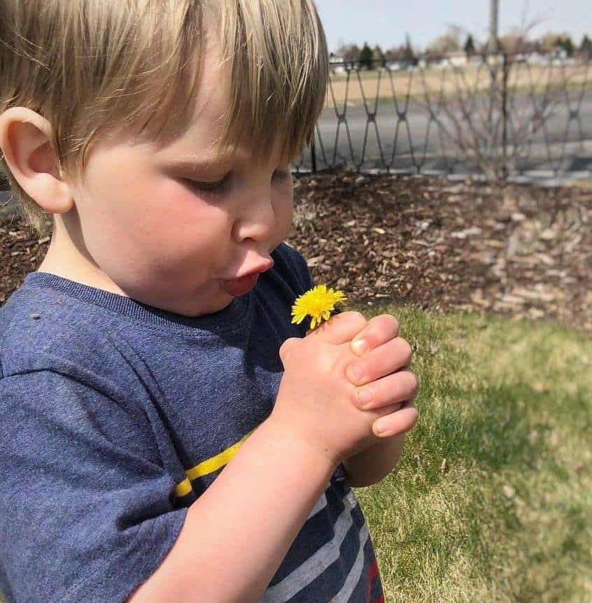 toddler playing with a dandelion