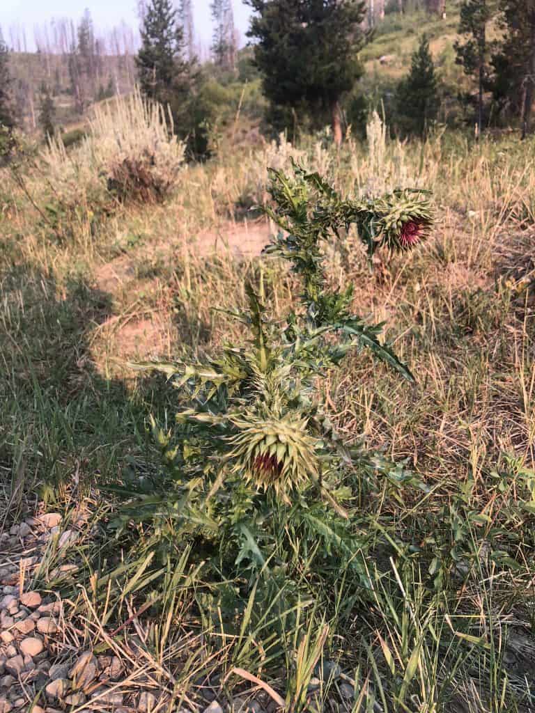 avoid prickly plant campground when camping with kids