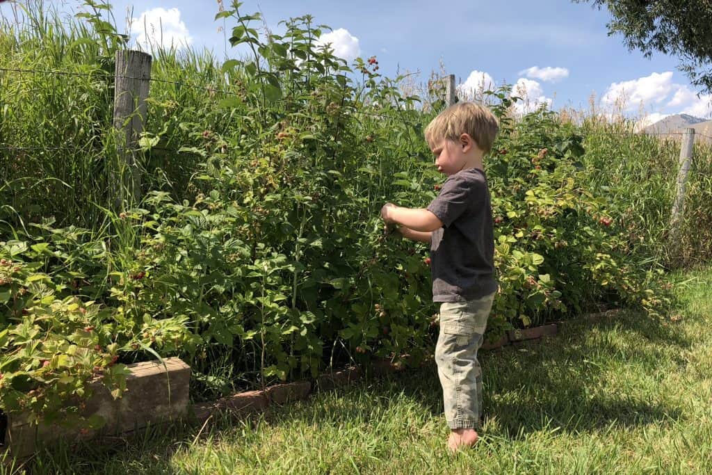 camping around berries with toddlers