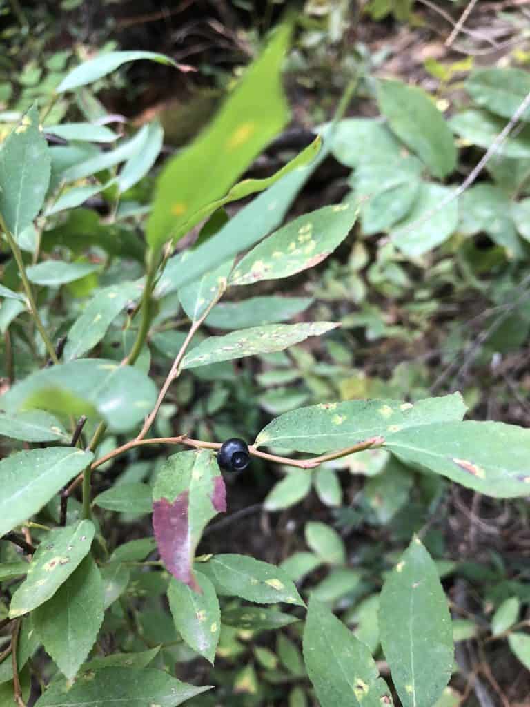 huckleberry plants along the way to amphitheater lake