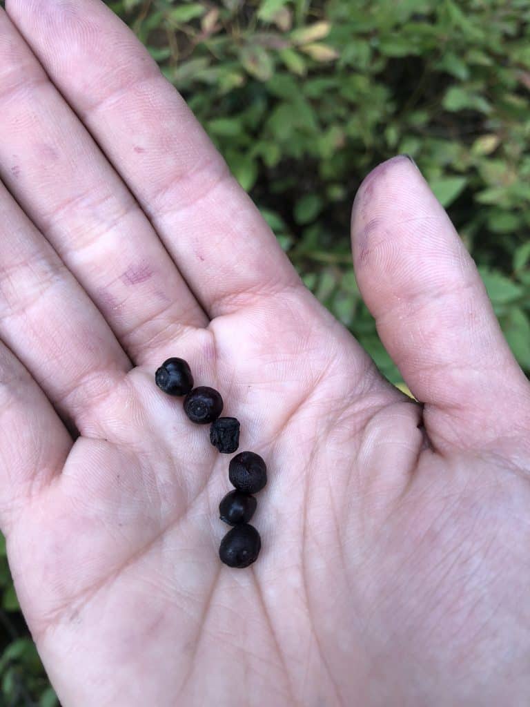 what huckleberries look like grand teton national park