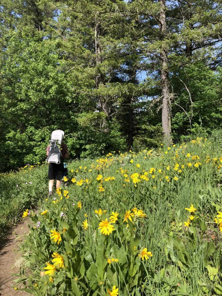 where to find butterflies in spring near yellow flowers