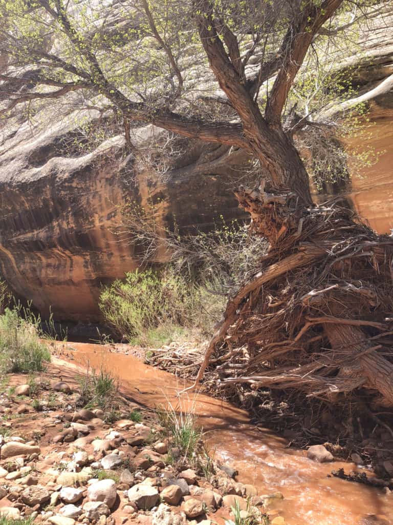 hike to kachina natural land bridge