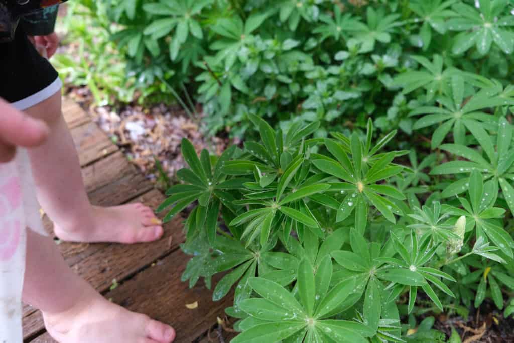 look at leaves during rain to see what's happening with kids