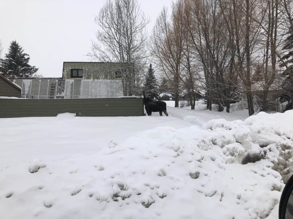 moose during winter nature hike