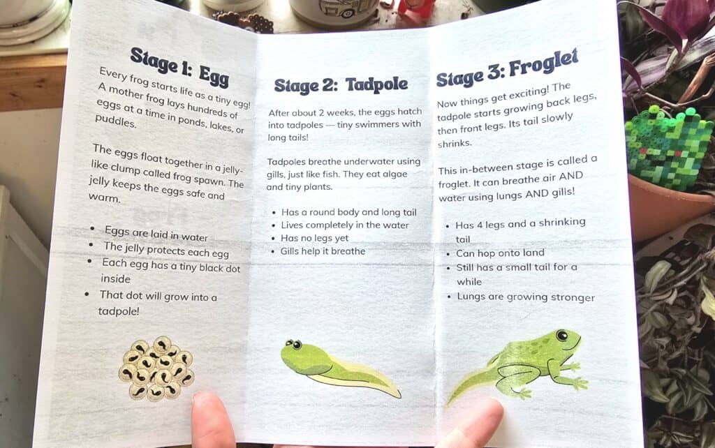 frog life cycle pond printable