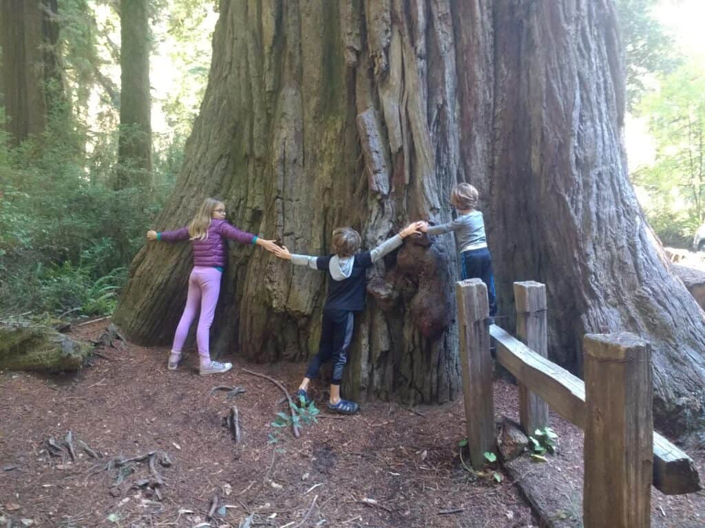 redwood state park national park educational kids activities