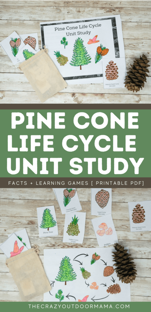 pinecone life cycle unit study activity pack for kids forest school or nature school