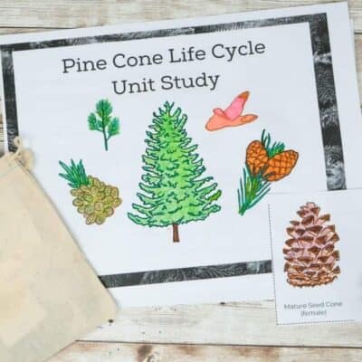pinecone-activity-pack-kids-educational-5-of-6