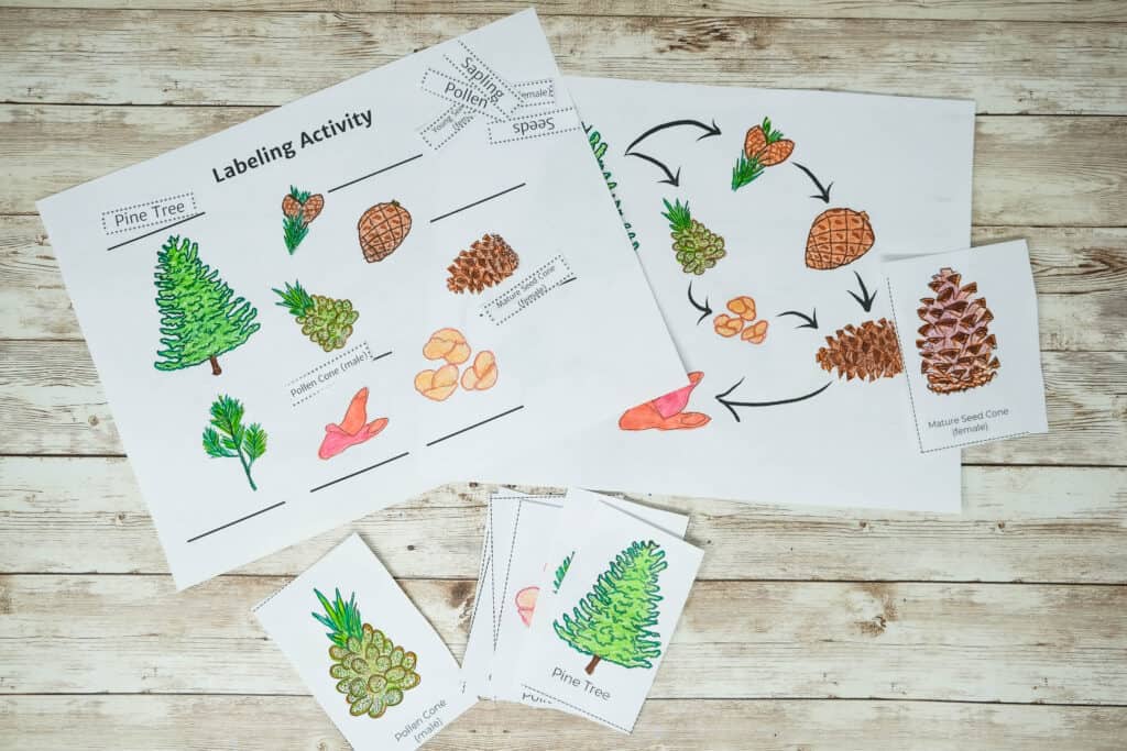 labeling activity for pinecone life cycle printable pdf