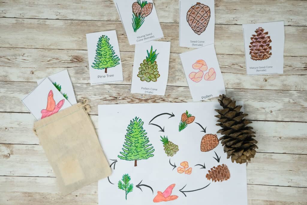 how to teach kids life cycle of pinecone with color in matching cards