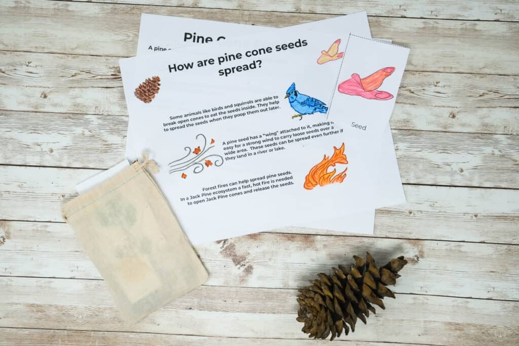 worksheet for kids how pine cone seeds are spread