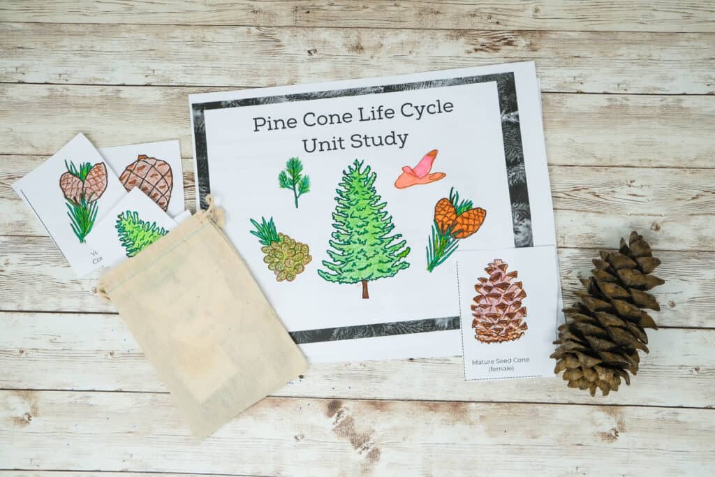 pinecone lifecycle unit study for kids