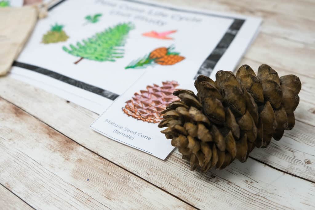 forest school activities finding all stages of pinecone with activity pack