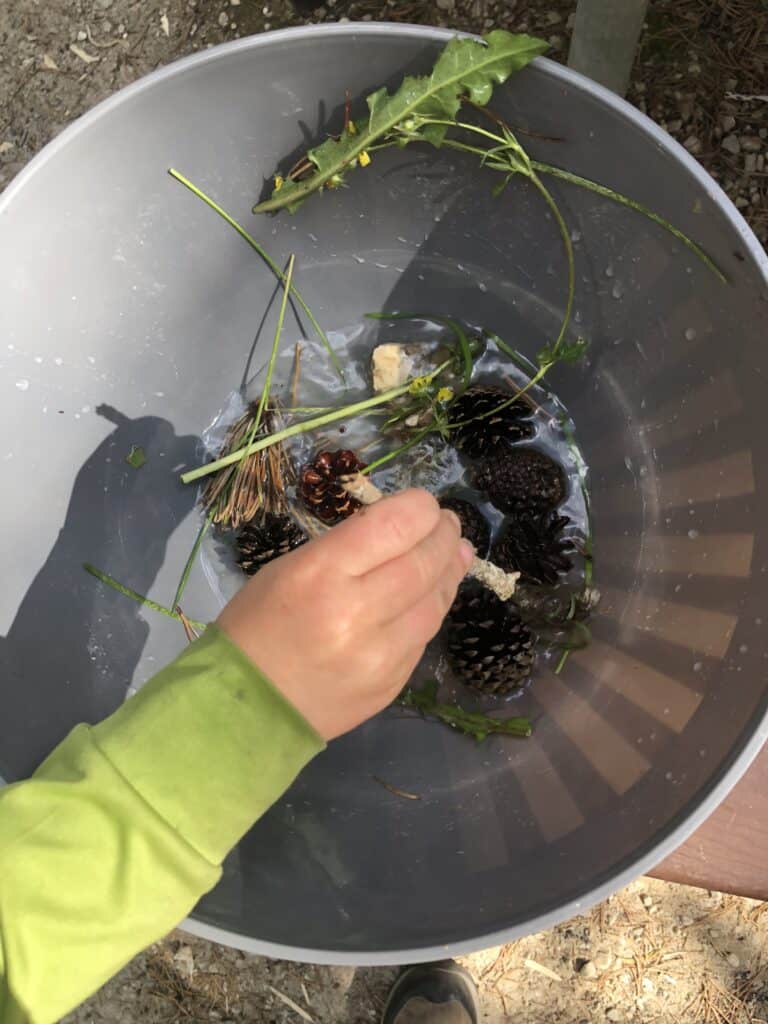 fun activities to do with pinecones for unit study