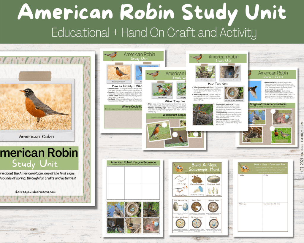 american robin printable study unit homeschooling