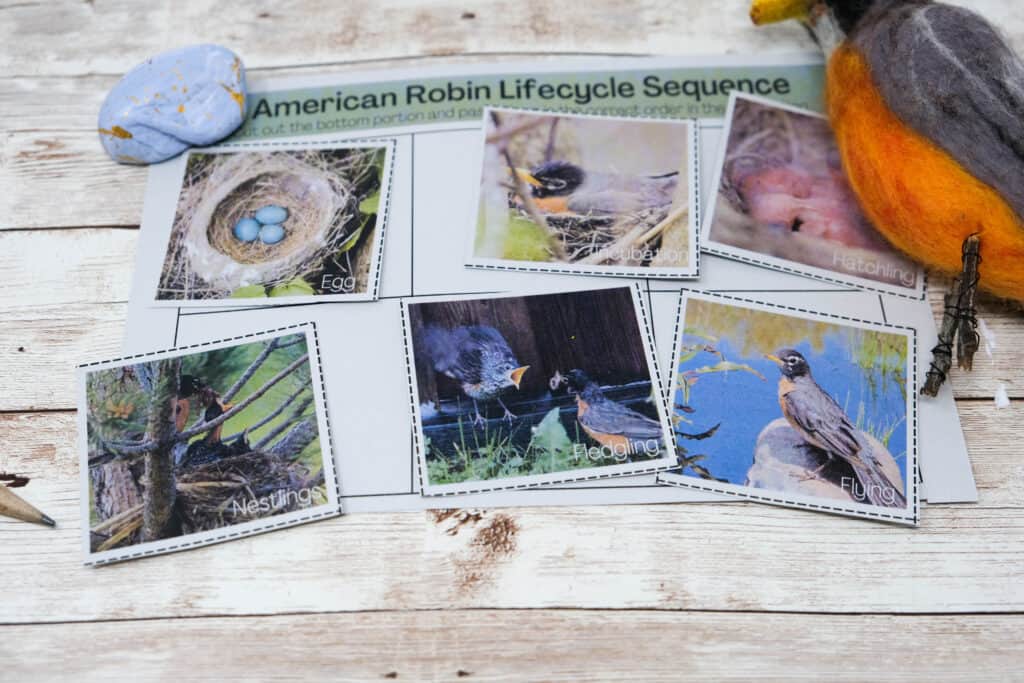 bird lifecycle sequencing printable for american robin