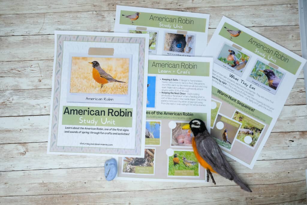 american robin study unit for forest schooling or homeschooling 