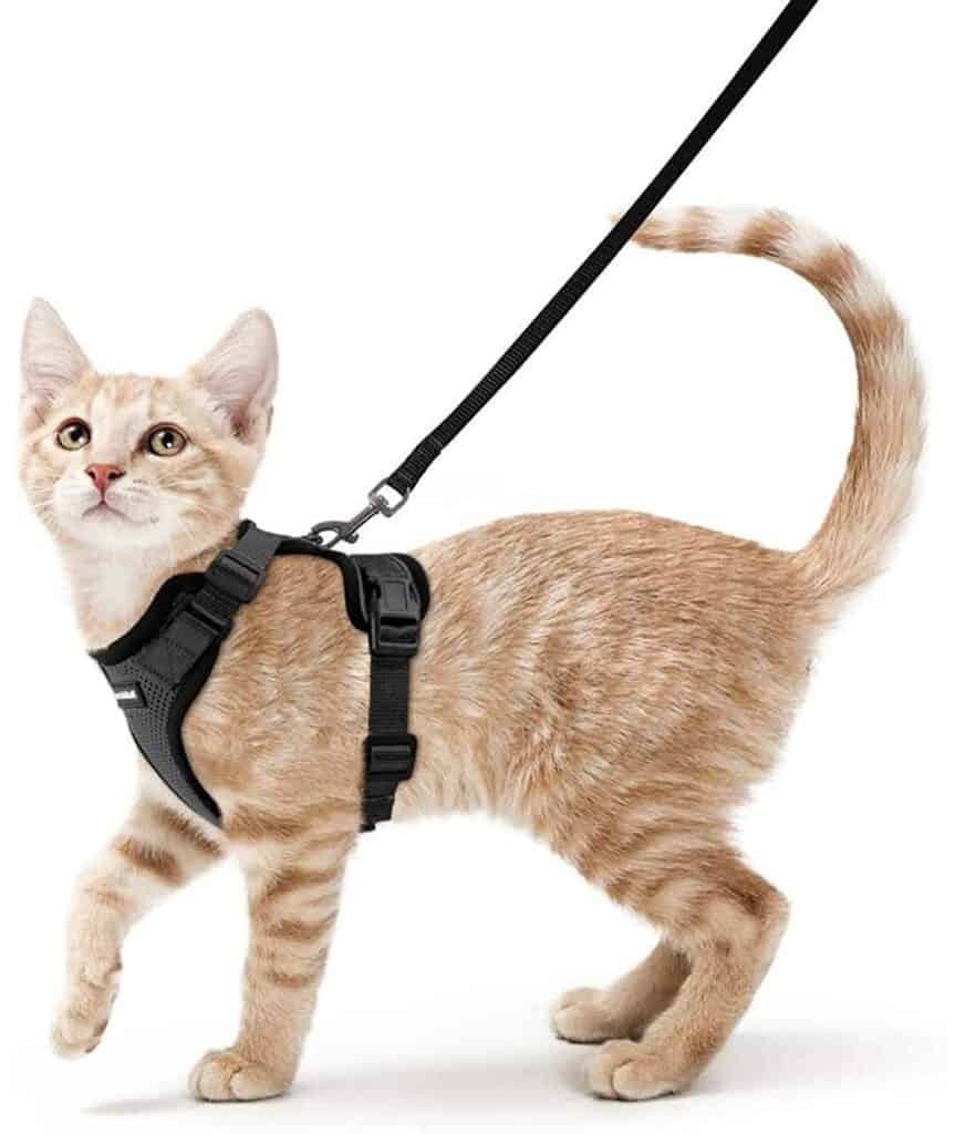 best cat harness for exploring with cat at camp