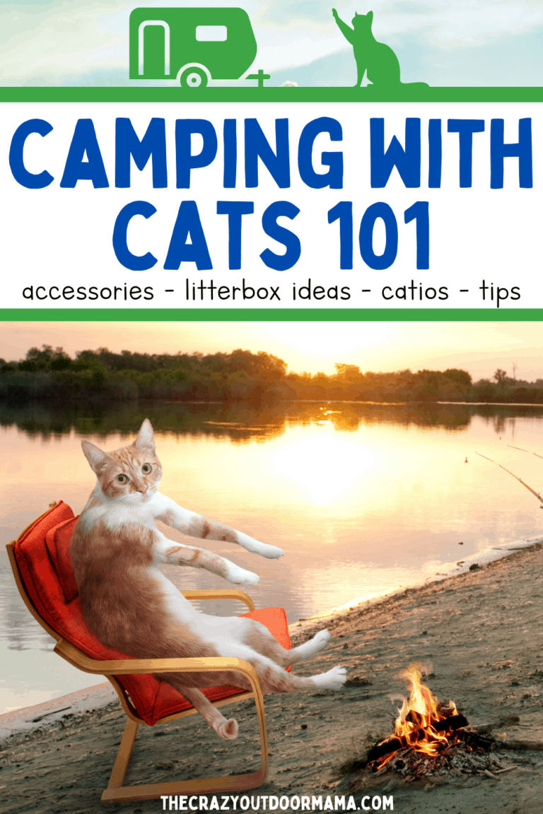 Camping With Cats 101 Pictures + Tips for a PURRfect Camp Trip! The