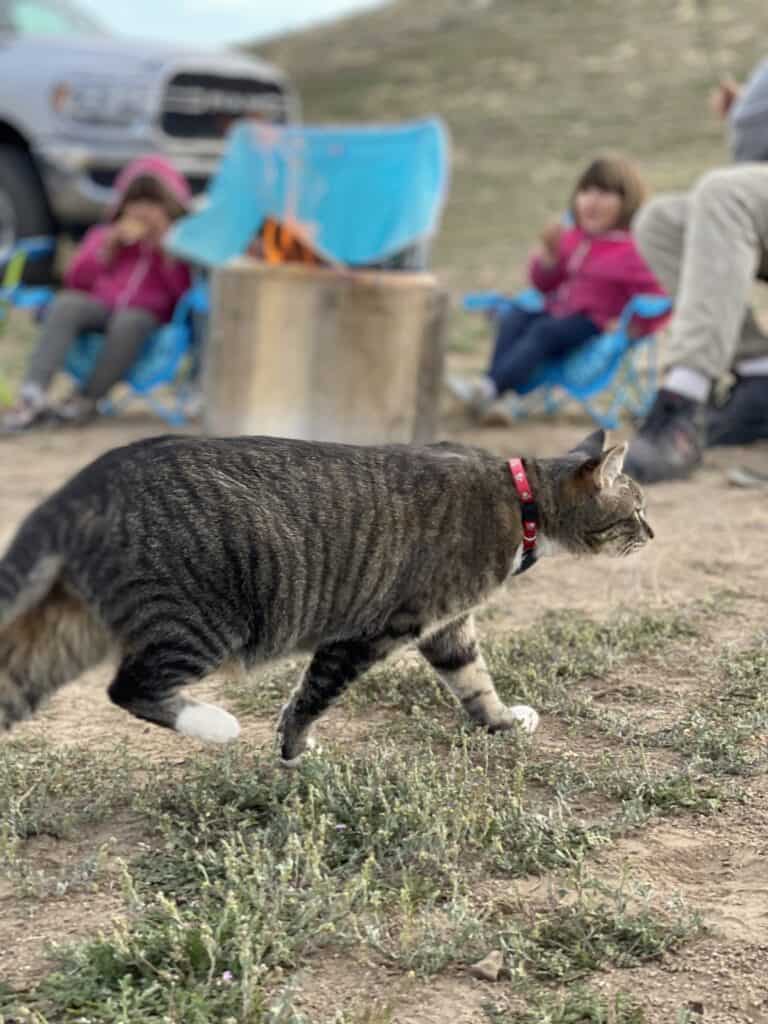 cat for mouse control in camper