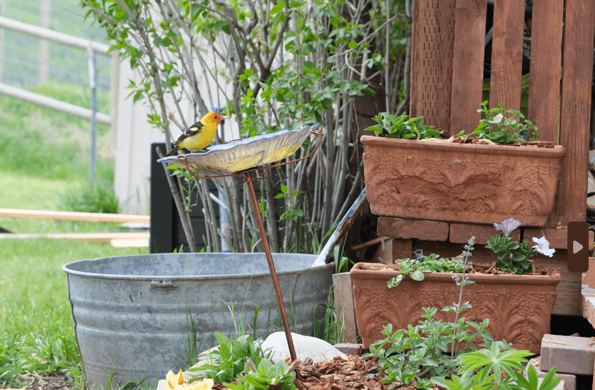 photography scavenger hunt ideas bird on a birdfeeder