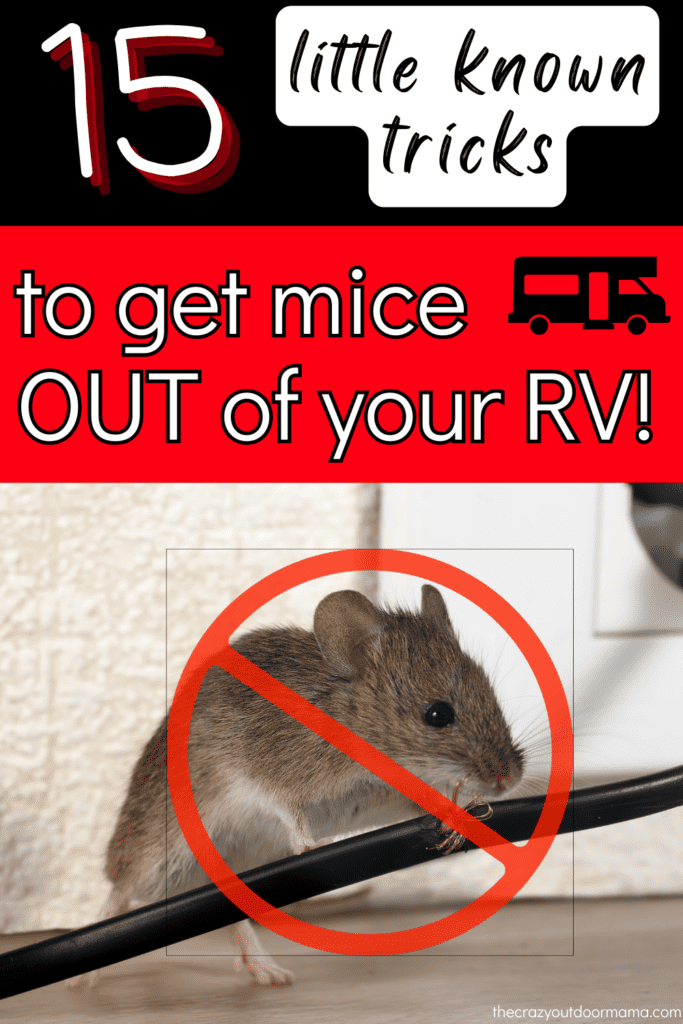 tips to get mice out of camper and rv