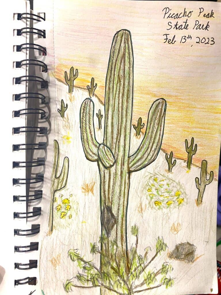 nature sketching idea showing cactus