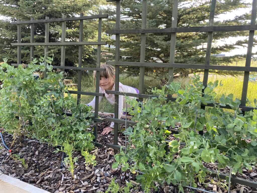 young child behind row of snap peas in home garden for spring