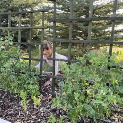 young child behind row of snap peas in home garden
