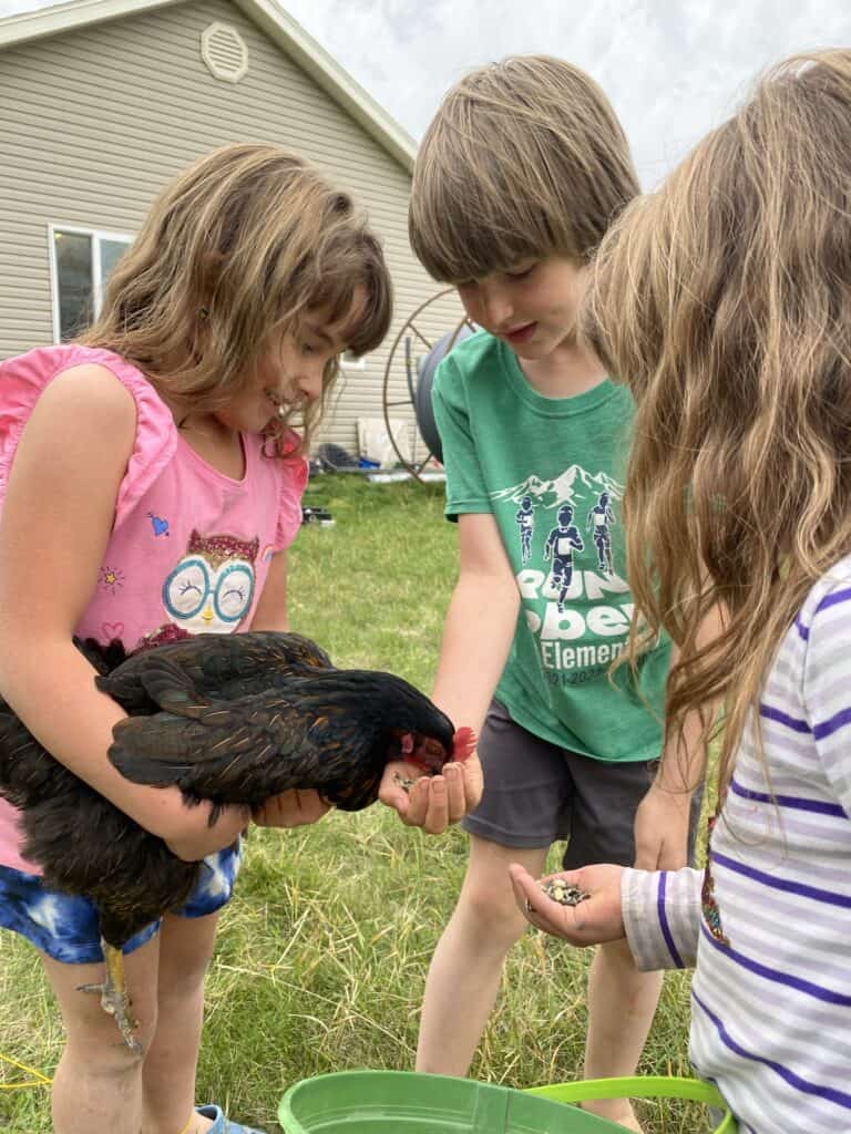 kids feeding chicken