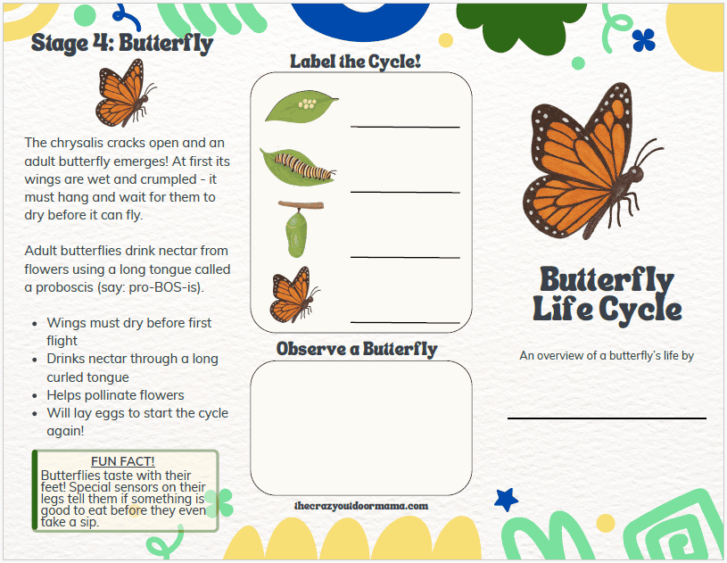 butterfly life cycle free printable for kids