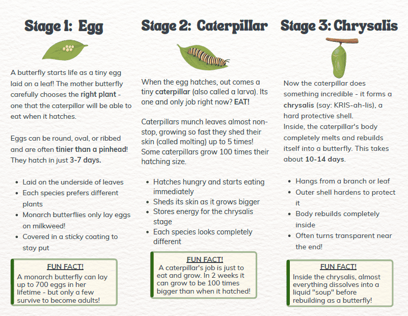 stages of butterfly life cycle free acitivity for kids