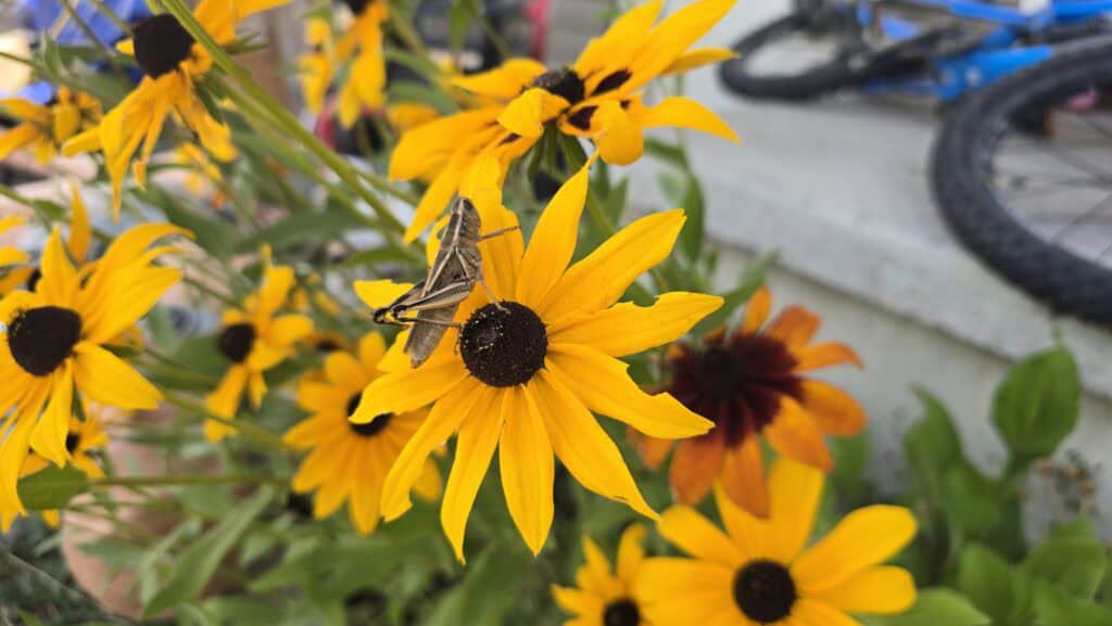 grasshopper on flower bug hunting in spring