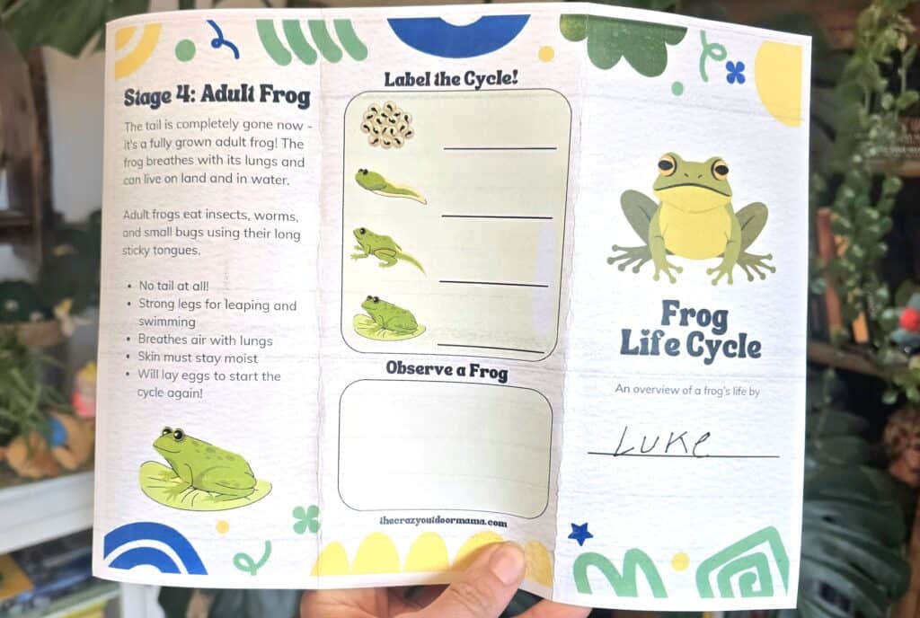 free printable frog life cycle activity for kids