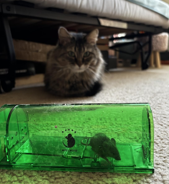 mouse alive in a motel mouse live catch trap